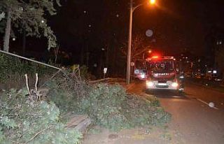 Çorlu’da kuvvetli fırtına: Ağaçlar devrildi,...