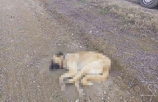 Çorum’da 2 köpek tüfekle vurularak öldürüldü