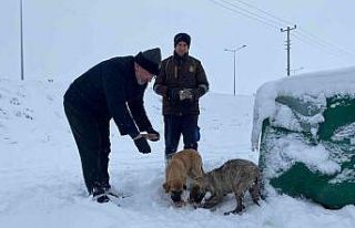 Çorum’da sokak hayvanları unutulmadı