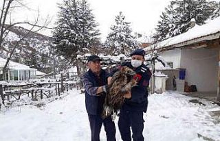 Çubuk’ta yaralı akbaba bulundu