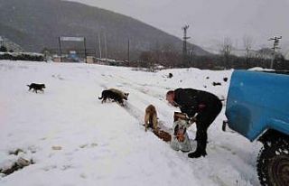 Cumayeri Belediyesi sokak hayvanlarını unutmadı