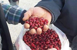 Dağlardan gelen şifa kaynağı; Kuşburnu