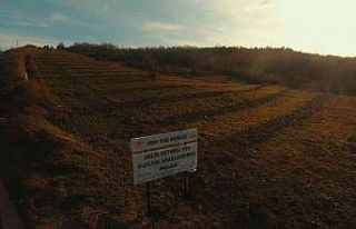 Defneyaprağı toplamaya destek