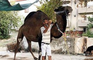 Devenin saldırdığı bir kişi hayatını kaybetti