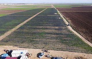 Devlet eliyle suyla buluşan topraklar, ihraçlık...