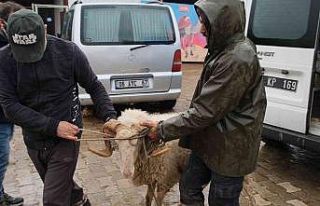 Didim’de sürüsünden ayrılan Maviş isimli koyun...