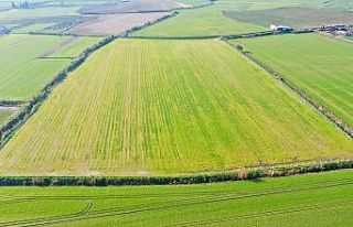 Didim’de tarlaya ekilen buğdaylar büyümeye başladı