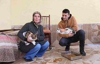 Dişinden arttırdığını kedilere veriyor