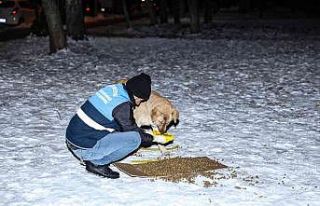 Diyarbakır’da ’Can Dostlara’ 1 ton 700 kilogram...