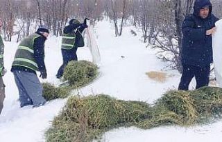 Doğanşehir’de doğada yaşayan hayvanlar unutulmadı