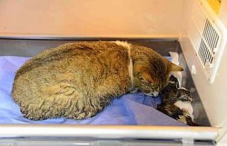 Doğum yapmakta zorlanan kediye sezaryen yapıldı