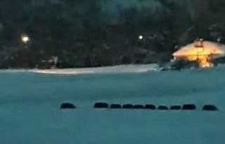 Domuz sürüsü ilçe merkezine indi