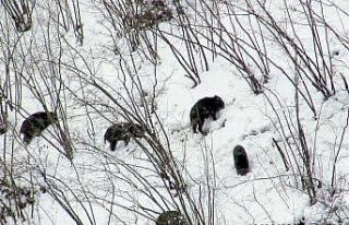 Domuzlar sürüler halinde yaşam alanlarına indi