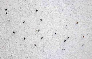 Donan Arin Gölü üzerinde futbol keyfi