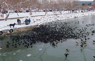 Donan göldeki ördek ve karabatakları vatandaşlar...