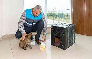 Donmak üzere olan yavru köpeği MASKİ personelleri...