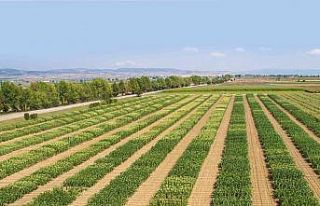 Dünya Türkiye’nin tatlı mısırını sevdi