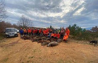 Ekinlere zarar veren 33 domuz bir günde vuruldu