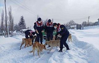 Eksi 10 derecede yaban ve sokak hayvanlarına jandarma...