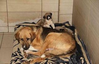 Elazığ Belediyesi Hayvan Hastanesi ve Bakım Evinde...