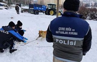 Elazığ HAYDİ ekibi sokak hayvanlarını unutmadı