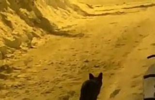 Elazığ’da aç kalan tilki şehre indi sokak sokak...