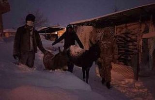 Elazığ’da donmak üzere olan hayvanlar kurtarıldı