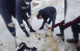 Elektrik telleriyle bağlanarak ölüme terk edilen...