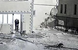 Emniyet bahçesinde yiyecek arayan tilkileri elleriyle...