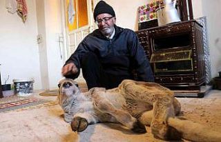 Engelli doğan buzağı için gözyaşı döküp yardım...