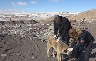 Erciş’te belediye ekipleri sokak hayvanlarına...