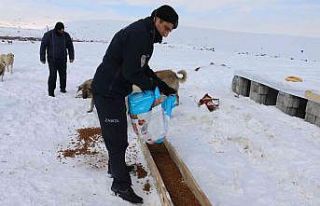 Erciş’te sokak hayvanları unutulmadı