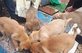 Erdek’ te sokaktaki canlar unutulmadı