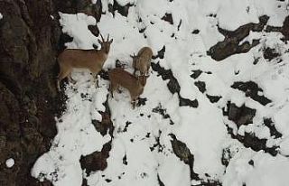 Erzincan’da dağ keçileri havadan görüntülendi