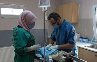 Erzincan’da ocak ayında 56 adet sokak hayvanına...