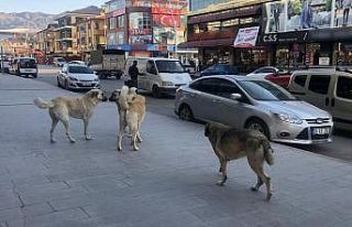Erzincan’da vatandaşlar tehlike saçan sokak köpeklerine...