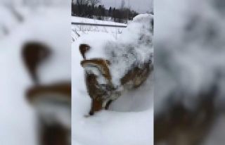 Erzurum’da kurt ayakta dondu