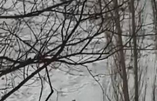 Erzurum’da nesli tükenmekte olan vaşak görüntülendi