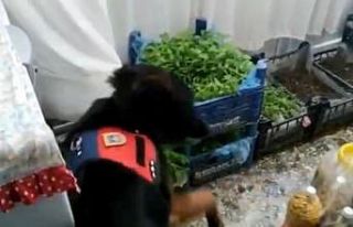 Evinin salonunda kenevir fidesi yetiştirdi