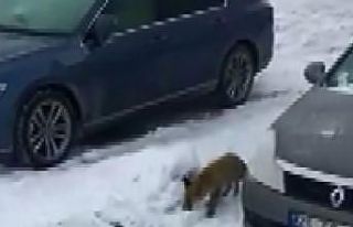 Evlerinin önüne kadar gelen tilkiyi elleriyle beslediler