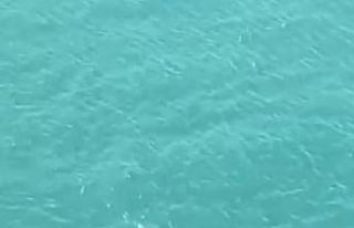 Falezlerde gördükleri Akdeniz fokuna ıslıkla seslendiler