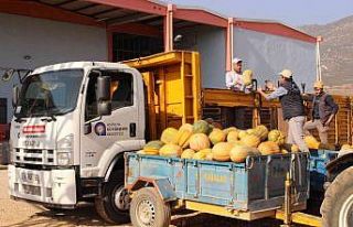 Faydalı böcek üretiminde yeni ürün: “Bal kabağı”