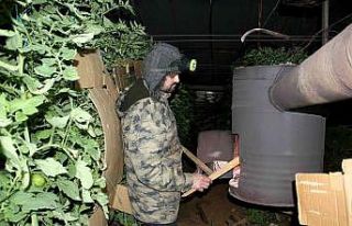 Fethiye’de seracıların sobalı zirai don nöbeti