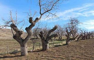 Fiyatı altınla yarışıyor, ürün veren ağaçlar...