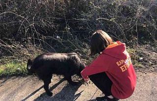 Galatasaraylı taraftarlar sokak hayvanlarını yemledi