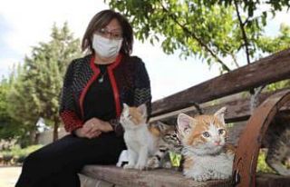 Gaziantep’te 2021’de yaklaşık 7 bin sokak hayvanı...