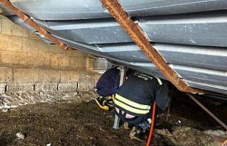 Gaziantep’te ahır çöktü, 10 hayvan telef oldu