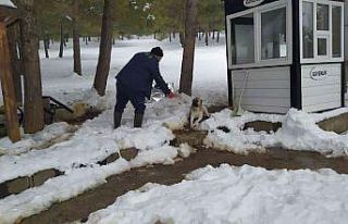 Gaziantep’te karakışta sokak hayvanları unutulmadı