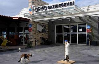 Gazibeğendi’nin patili müdavimleri artık daha...