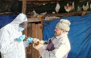 Gediz’de Tavuk Vebası hastalığı numune alım...